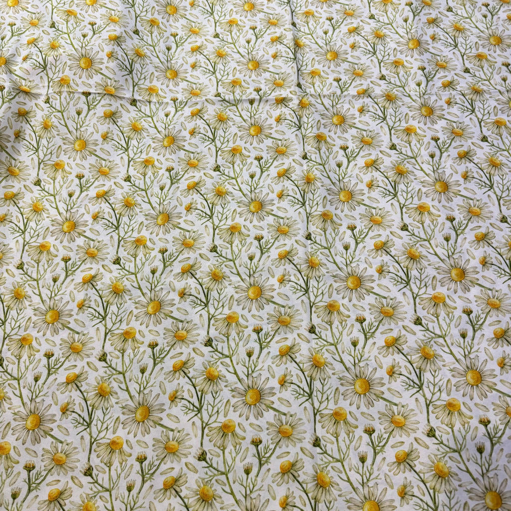 Daisy Summer x2
