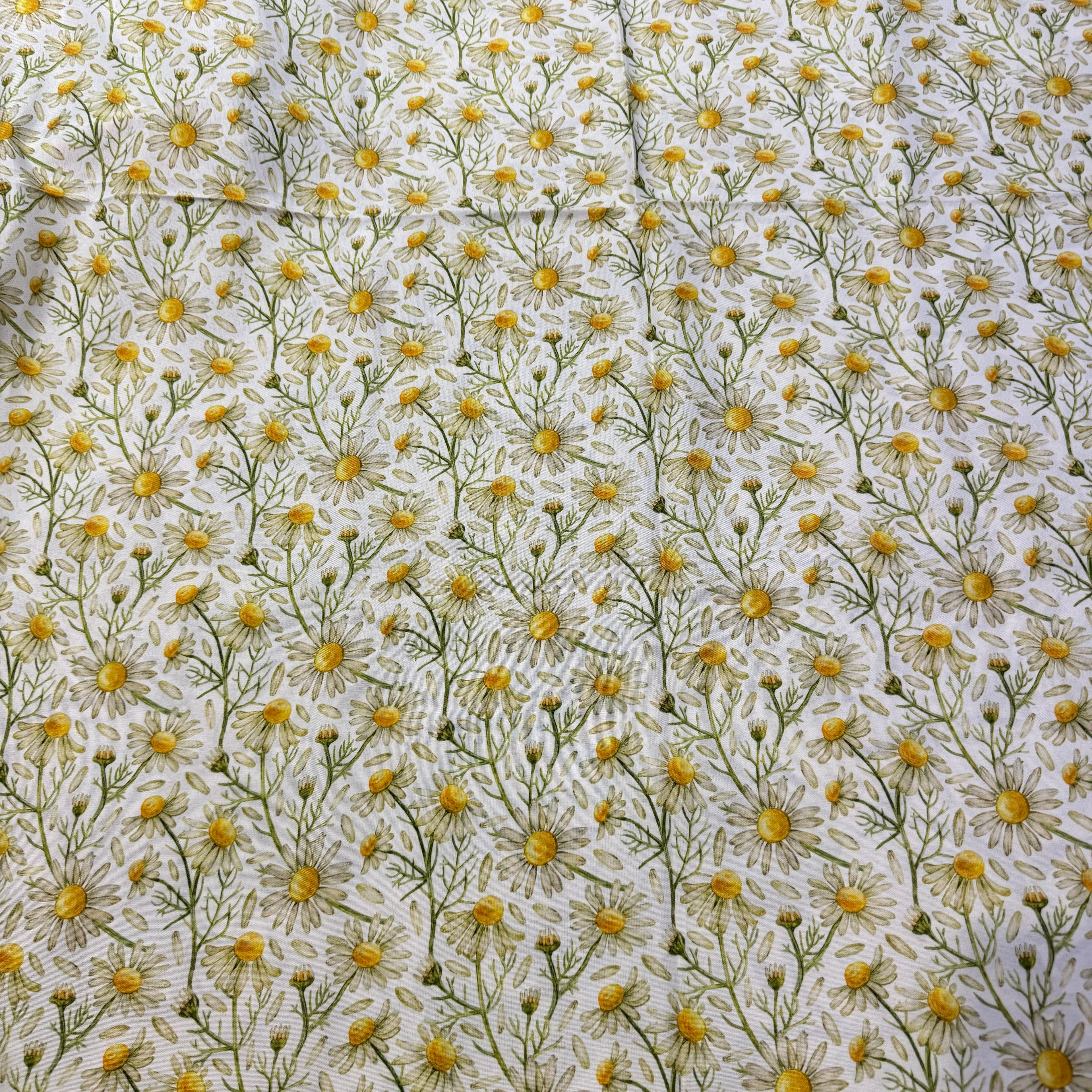 Daisy Summer x2