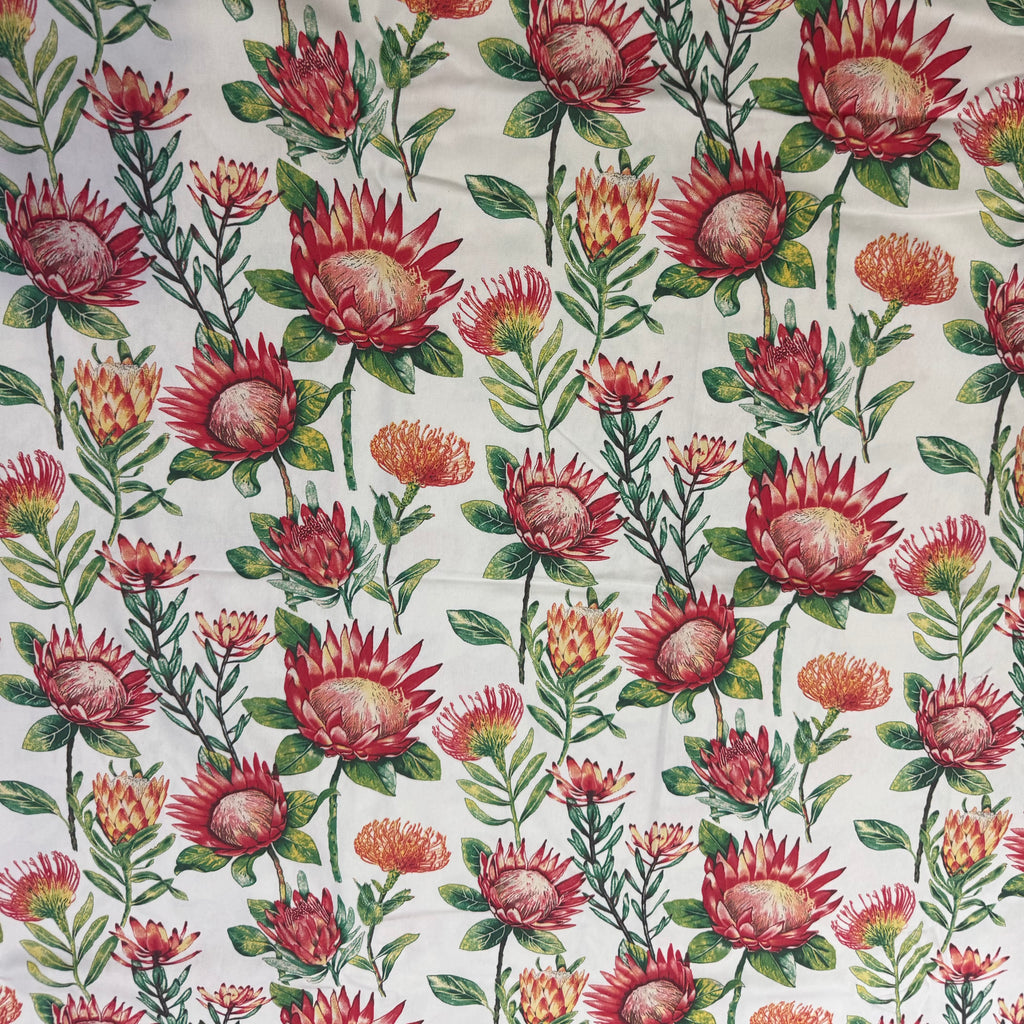 Cotton protea
